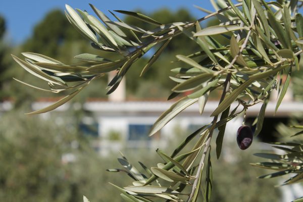 El jardín, de la casa rural Los Mofletes, es originalmente un olivar, con unos 30 olivos muy viejos.
