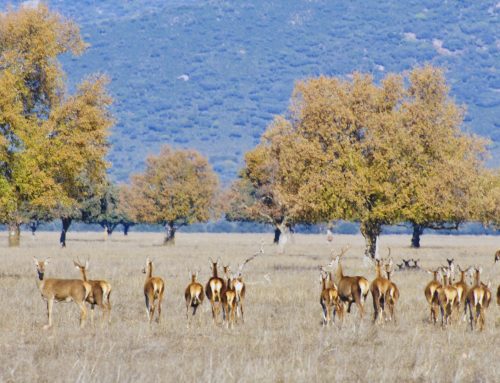 Natuurgebied in La Mancha: een natuuravontuur in Midden Spanje