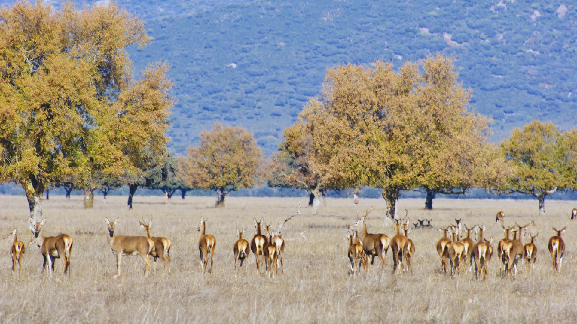 Natuurgebied in La Mancha NP Cabañeros - herten spotten