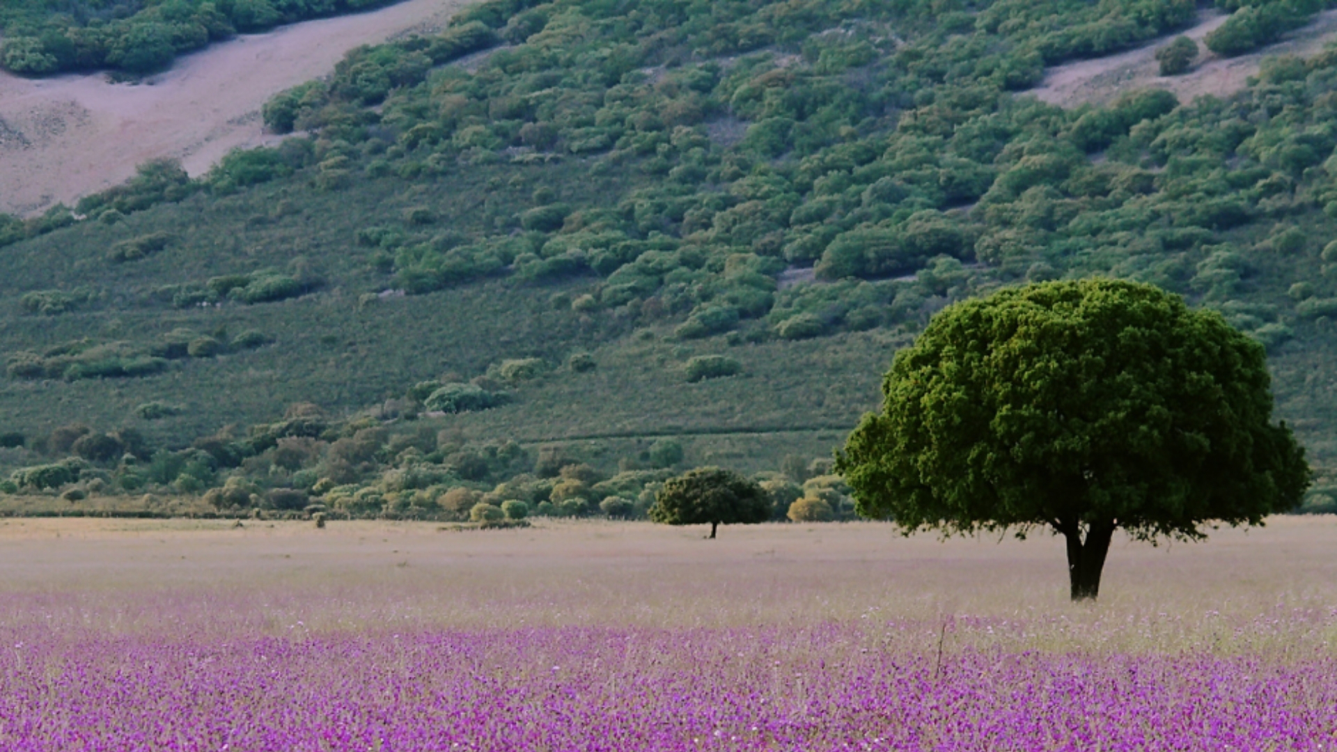 Natuurgebied in La Mancha - prachtige flora kleurt het landschap